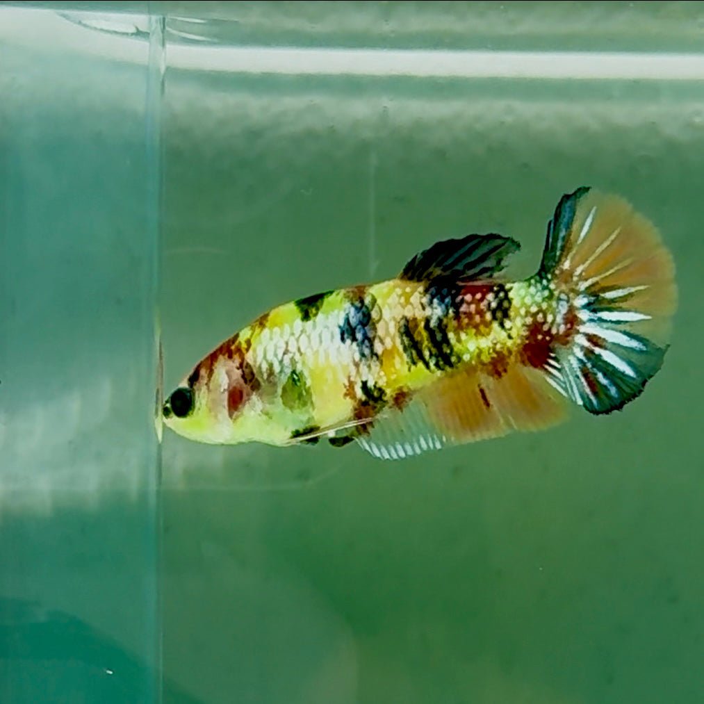 Plakat Koi Green Eye Metallic Female Betta #Oc55