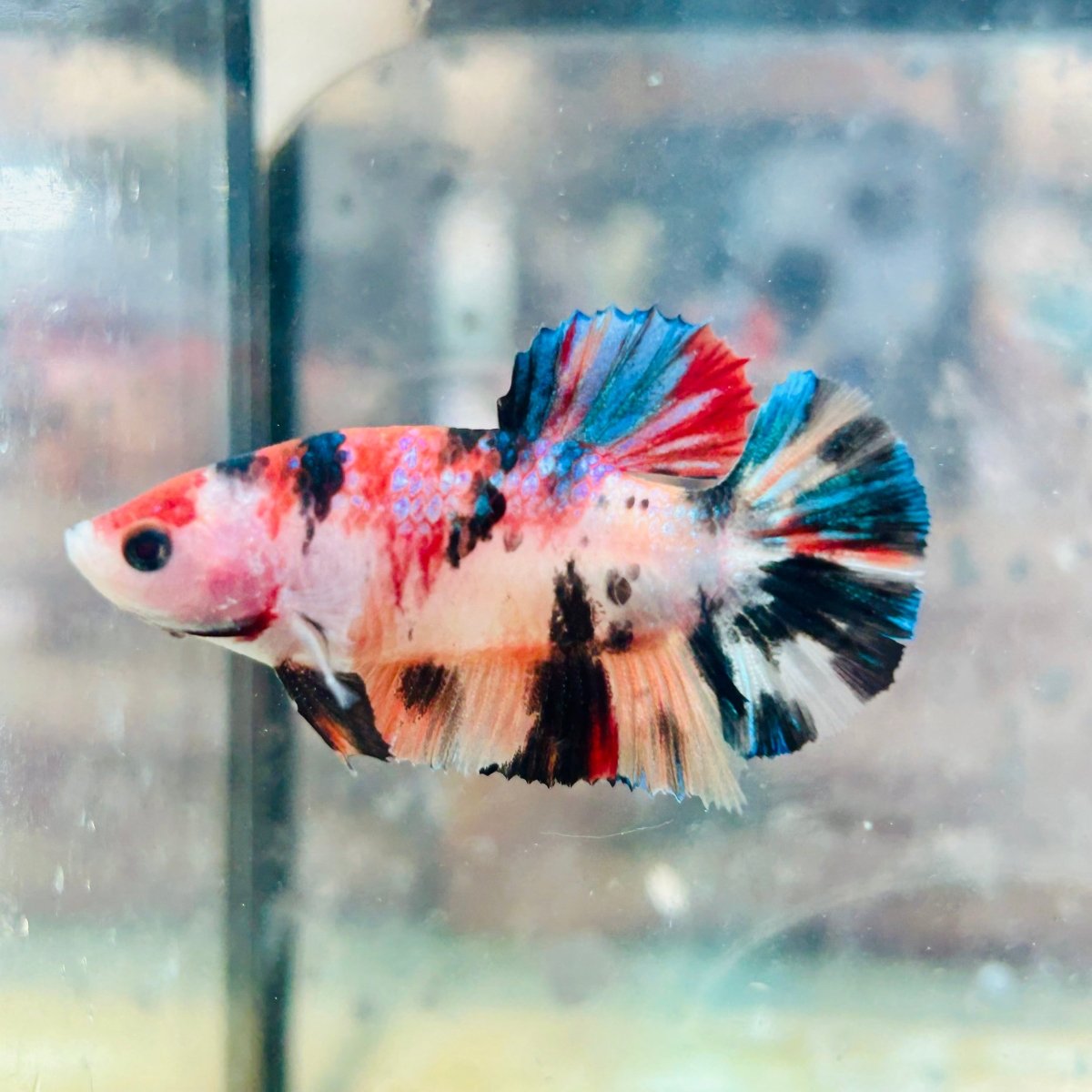 Plakat Koi Multicolor Female Betta 075 Female betta