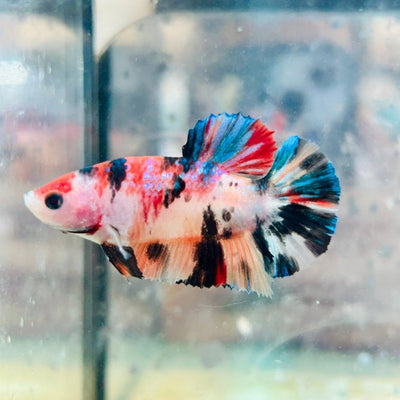 Plakat Koi Multicolor Female Betta 075 Female betta