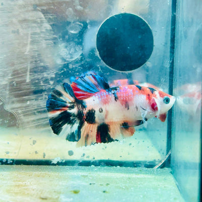 Plakat Koi Multicolor Female Betta 075 Female betta
