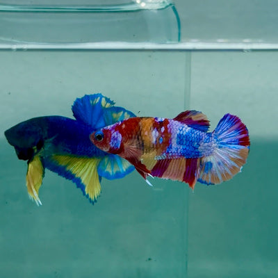 Plakat Koi Multicolor Female Betta A235