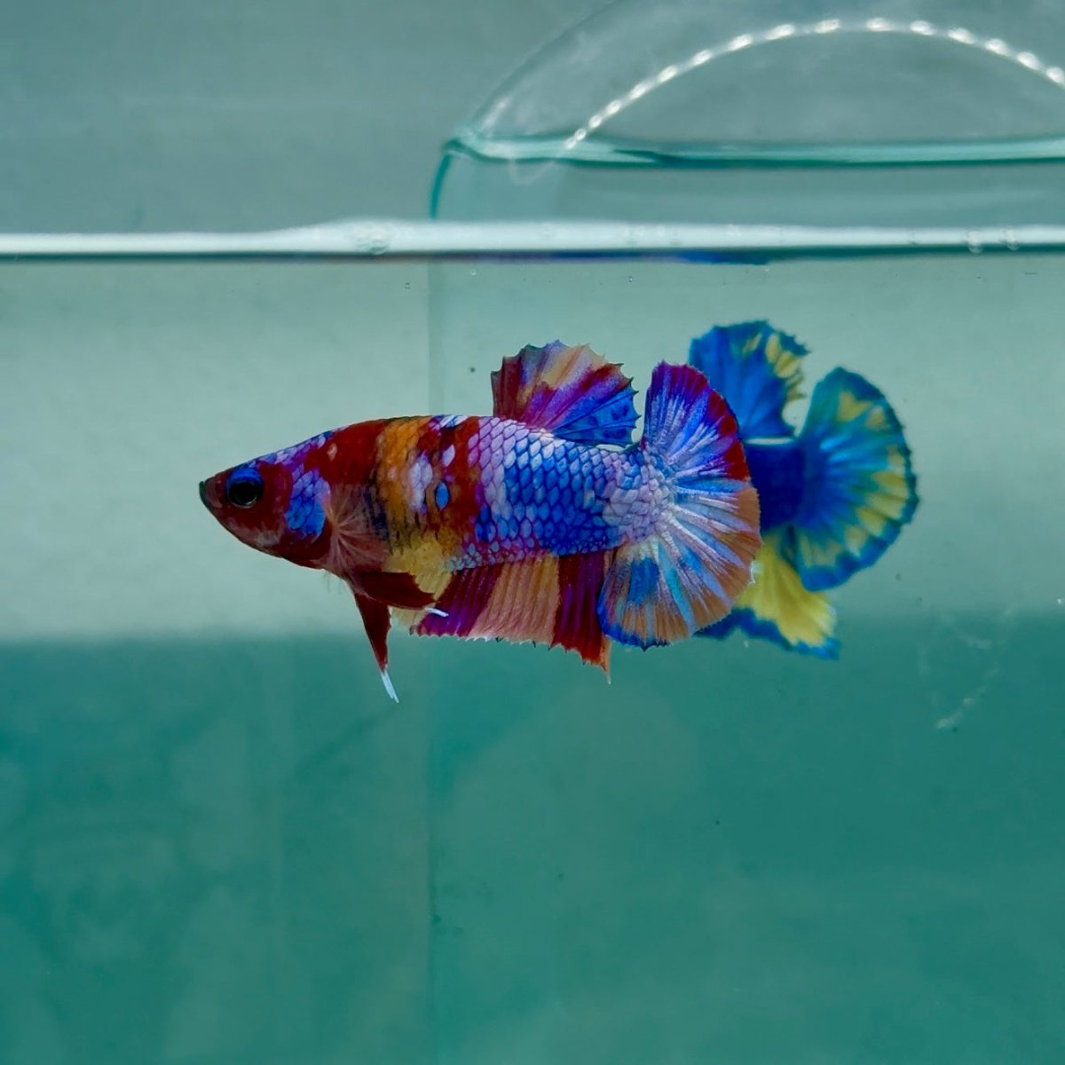 Plakat Koi Multicolor Female Betta A235