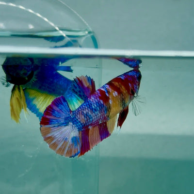 Plakat Koi Multicolor Female Betta A235