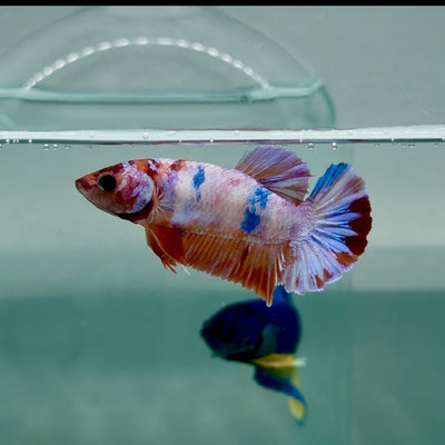 Plakat Koi Multicolor Female Betta A236