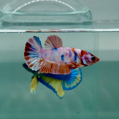 Plakat Koi Multicolor Female Betta A236