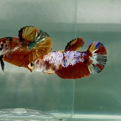 Plakat Koi Multicolor Female Betta Au73 Live Betta Fish Female betta