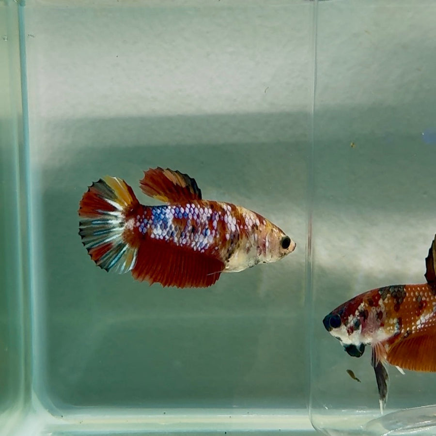 Plakat Koi Multicolor Female Betta Au73 Live Betta Fish Female betta