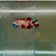 Plakat Koi Multicolor Female Betta Giant N09