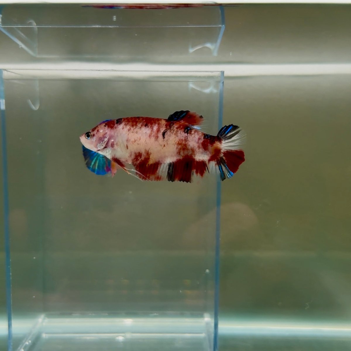 Plakat Koi Multicolor Female Betta Giant N09