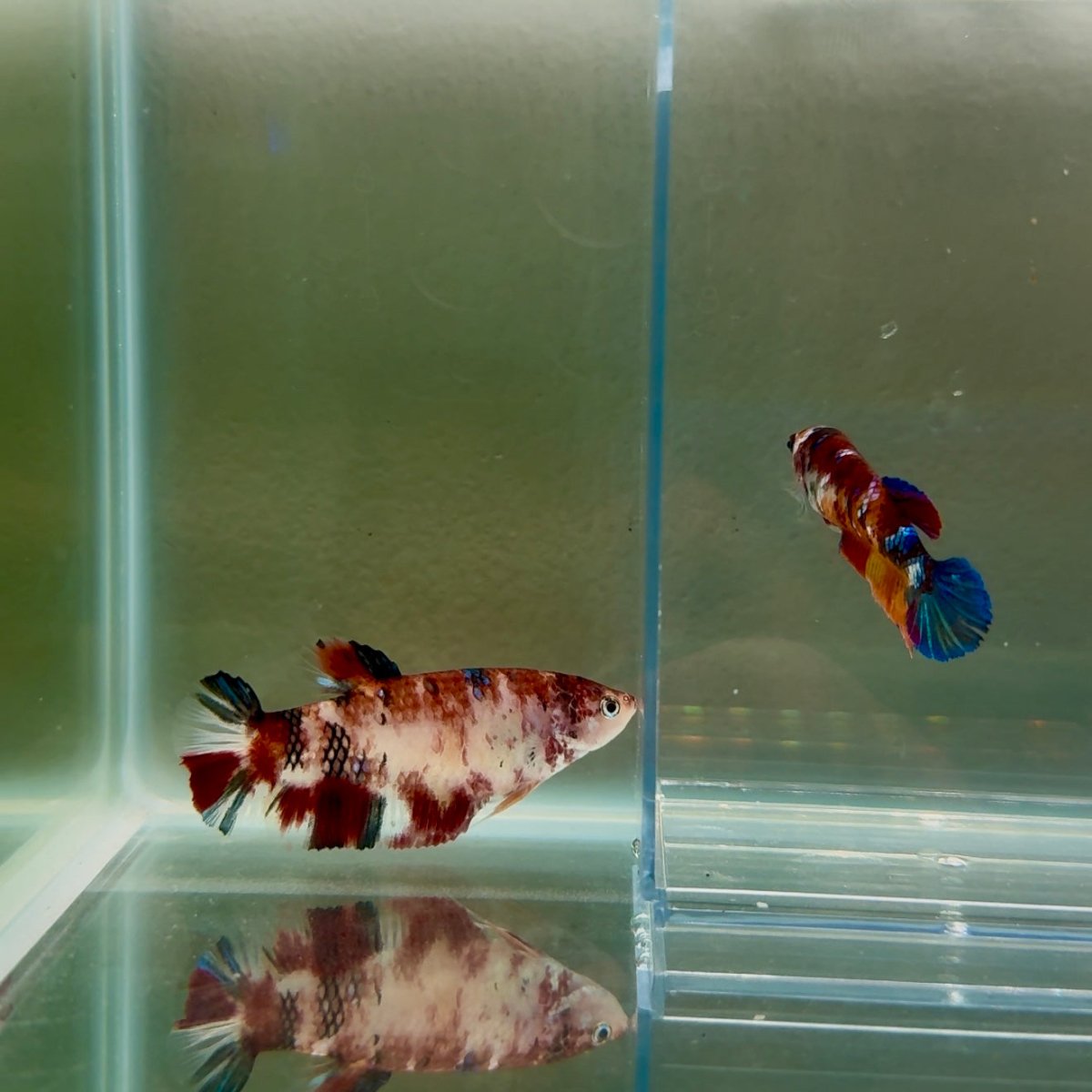 Plakat Koi Multicolor Female Betta Giant N09