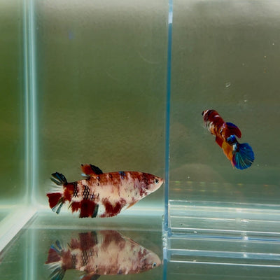 Plakat Koi Multicolor Female Betta Giant N09