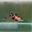 Plakat Koi Multicolor Female Betta Giant N09
