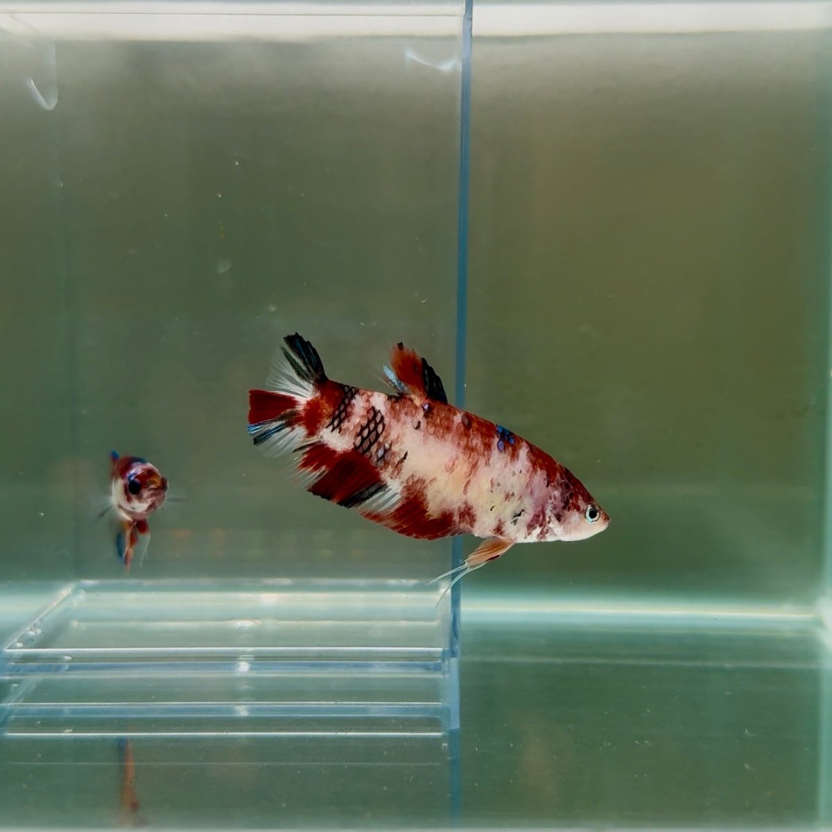 Plakat Koi Multicolor Female Betta Giant N09