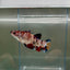 Plakat Koi Multicolor Female Betta Giant N10