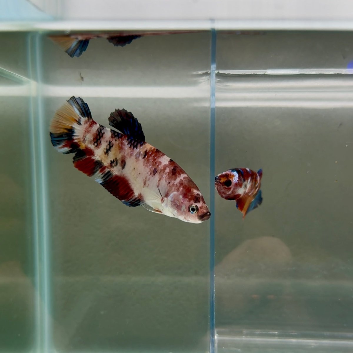 Plakat Koi Multicolor Female Betta Giant N10