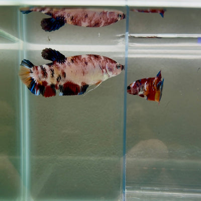 Plakat Koi Multicolor Female Betta Giant N10