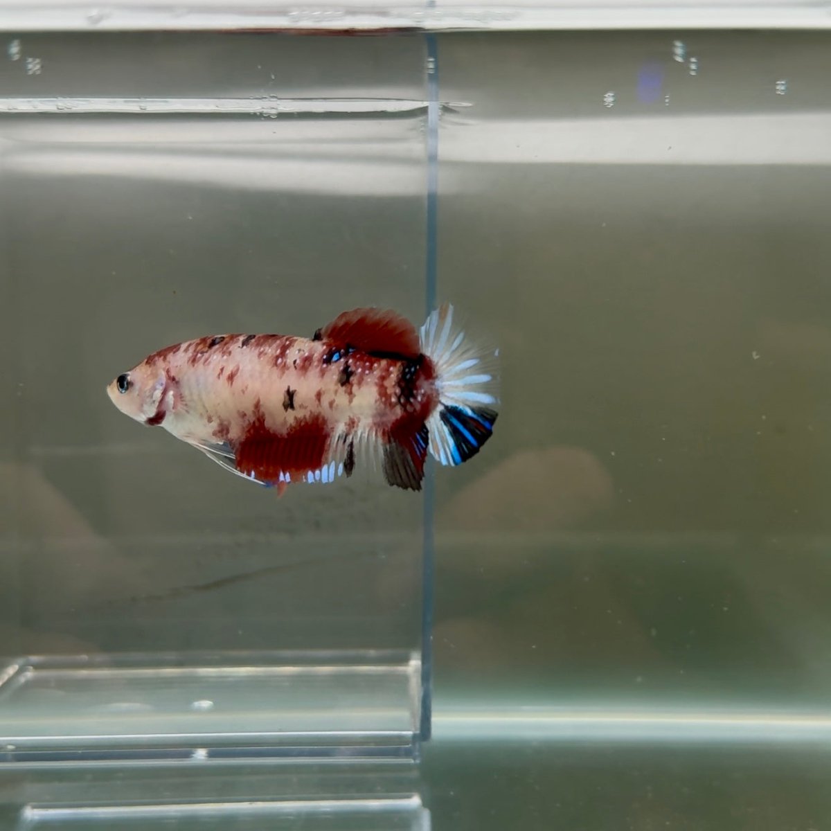 Plakat Koi Multicolor Female Betta Giant N11