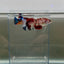 Plakat Koi Multicolor Female Betta Giant N11