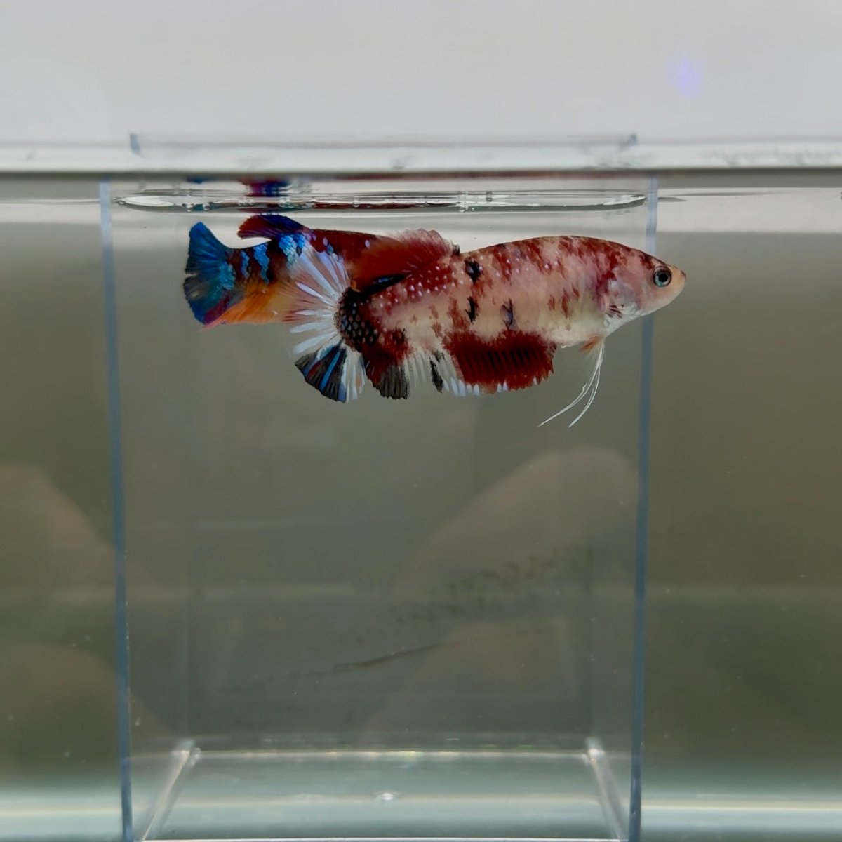 Plakat Koi Multicolor Female Betta Giant N11
