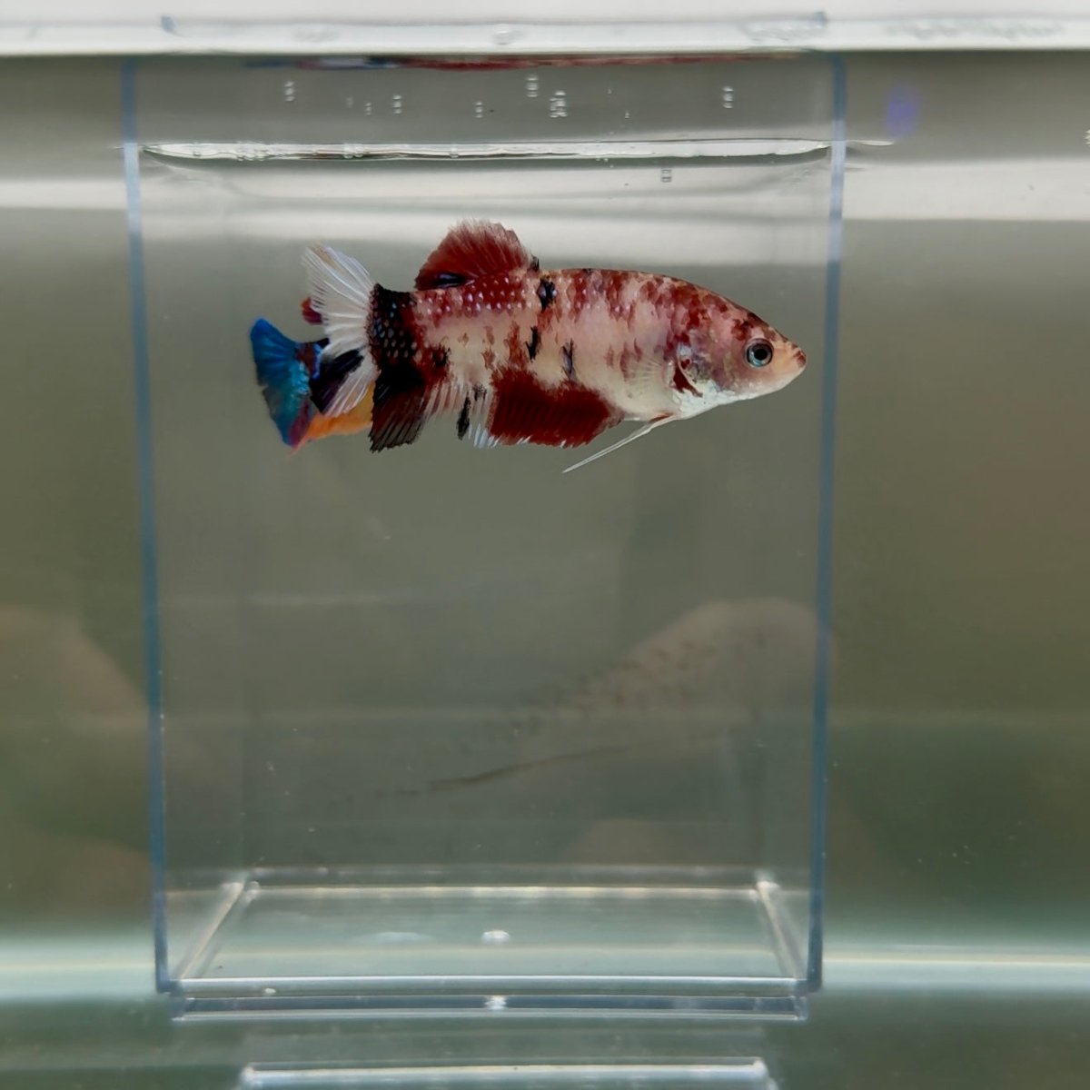 Plakat Koi Multicolor Female Betta Giant N11