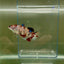 Plakat Koi Multicolor Female Betta Giant N12