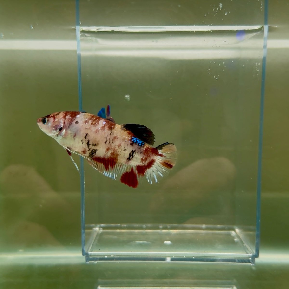 Plakat Koi Multicolor Female Betta Giant N12