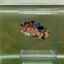 Plakat Koi Multicolor Female Betta Giant N12