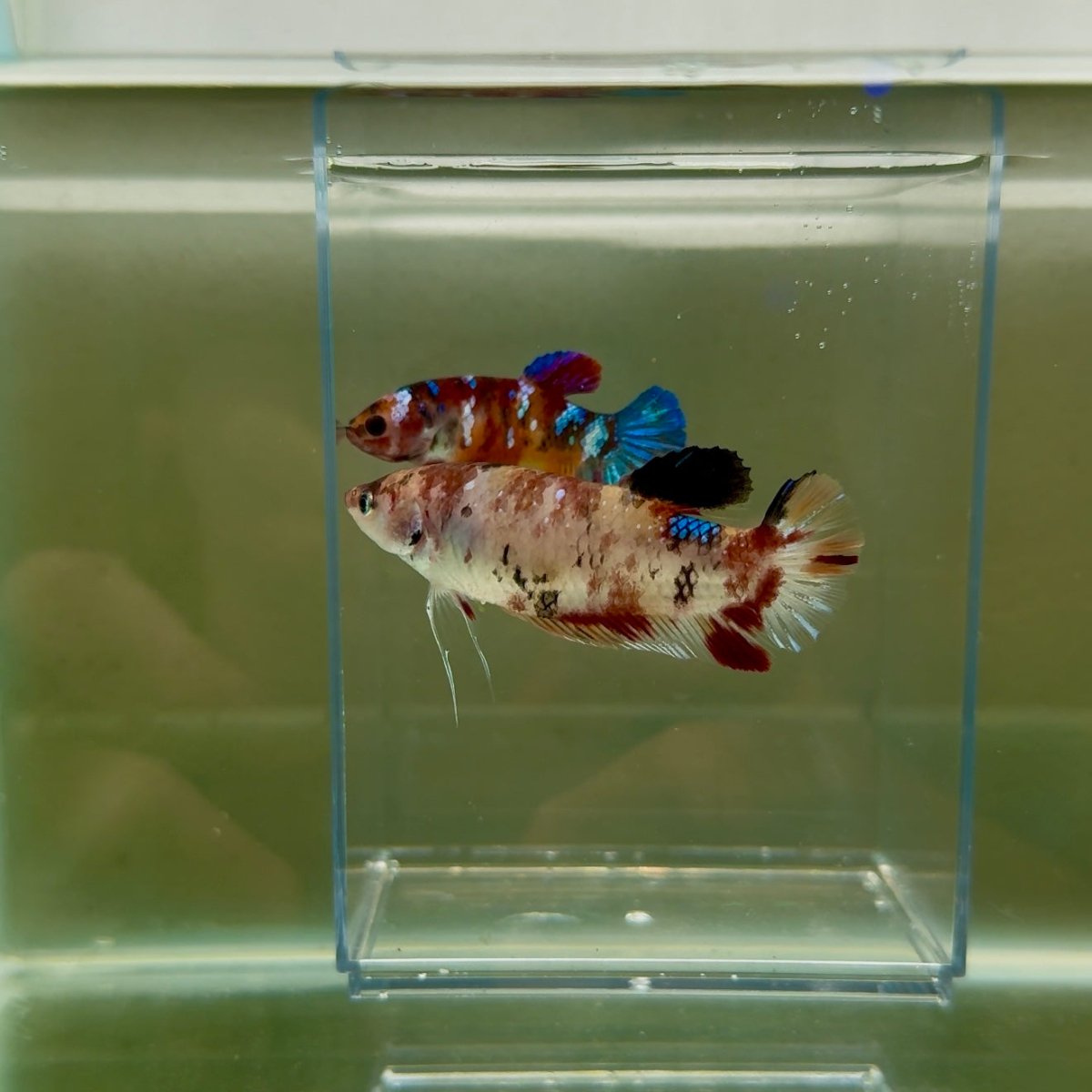 Plakat Koi Multicolor Female Betta Giant N12