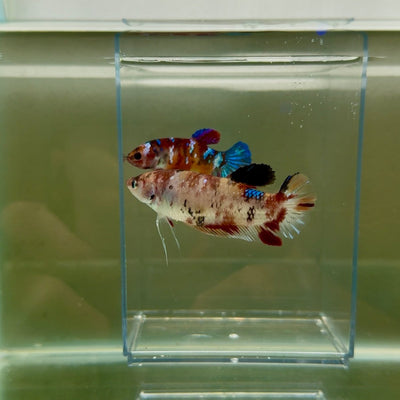 Plakat Koi Multicolor Female Betta Giant N12