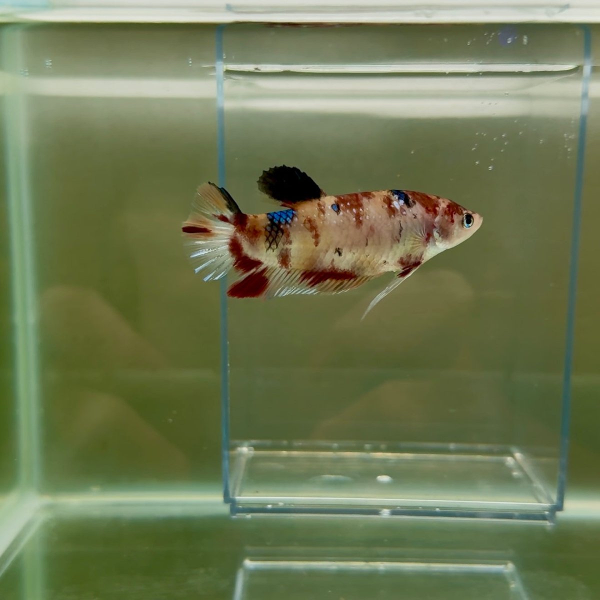 Plakat Koi Multicolor Female Betta Giant N12