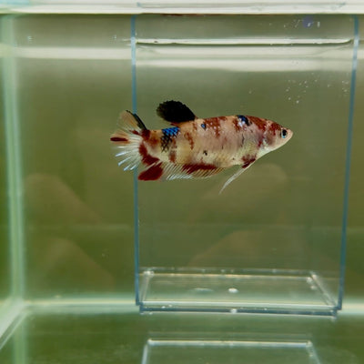 Plakat Koi Multicolor Female Betta Giant N12