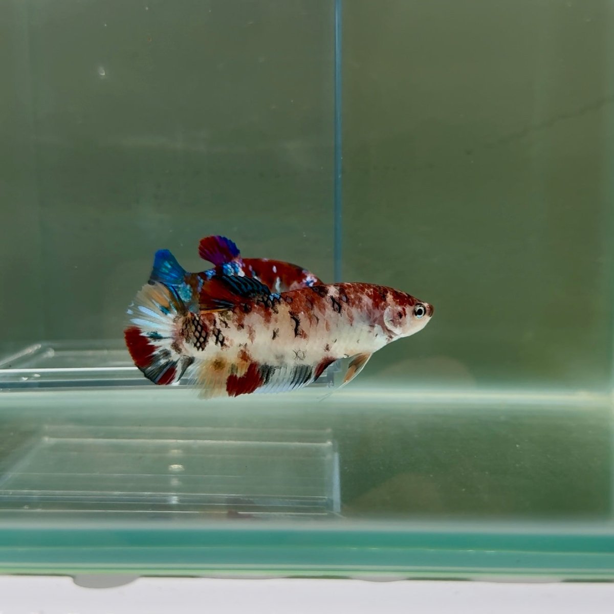 Plakat Koi Multicolor Female Betta Giant N13