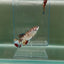 Plakat Koi Multicolor Female Betta Giant N13