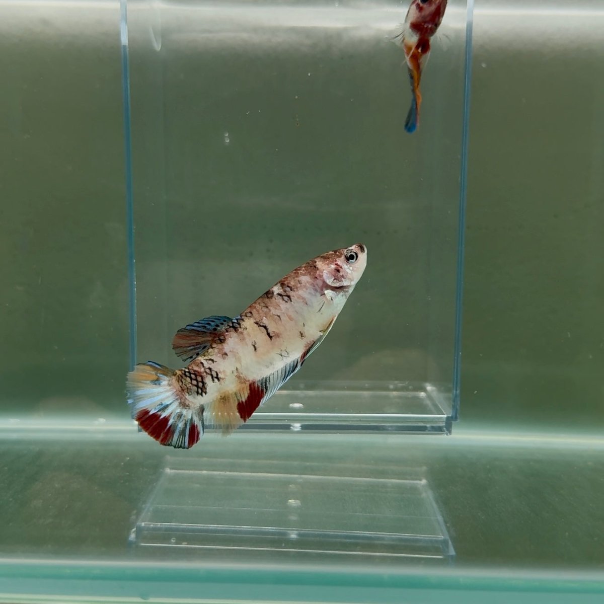 Plakat Koi Multicolor Female Betta Giant N13