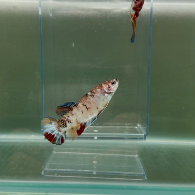 Plakat Koi Multicolor Female Betta Giant N13