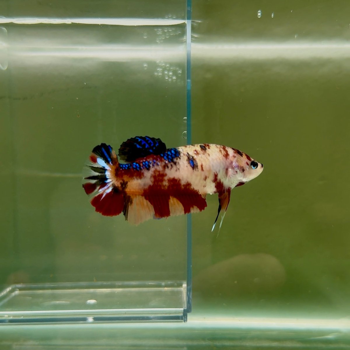Plakat Koi Multicolor Female Betta Giant N14