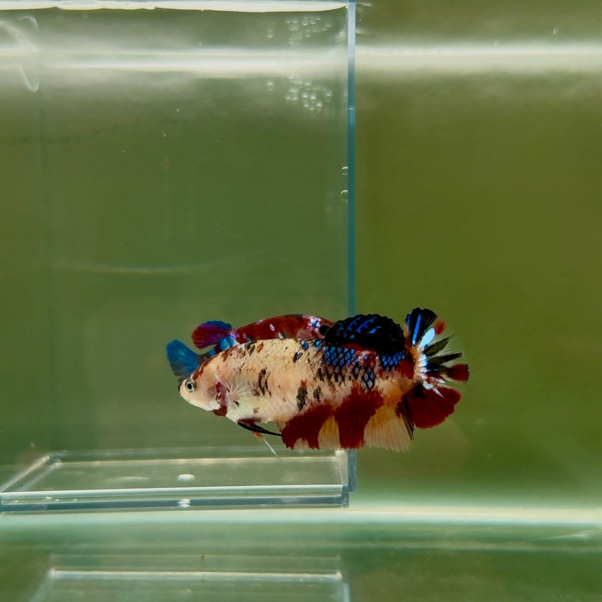 Plakat Koi Multicolor Female Betta Giant N14
