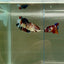 Plakat Koi Multicolor Female Betta Giant N15