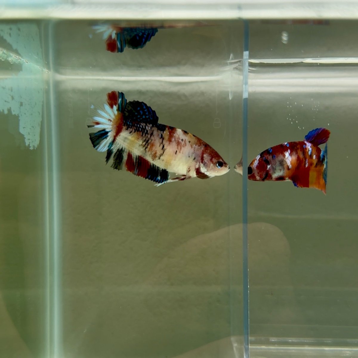 Plakat Koi Multicolor Female Betta Giant N15