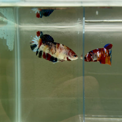 Plakat Koi Multicolor Female Betta Giant N15