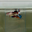 Plakat Koi Multicolor Female Betta Giant N15
