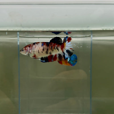 Plakat Koi Multicolor Female Betta Giant N15