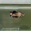 Plakat Koi Multicolor Female Betta Giant N15