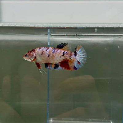 Plakat Koi Multicolor Female Betta Giant N16