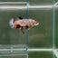 Plakat Koi Multicolor Female Betta Giant N16