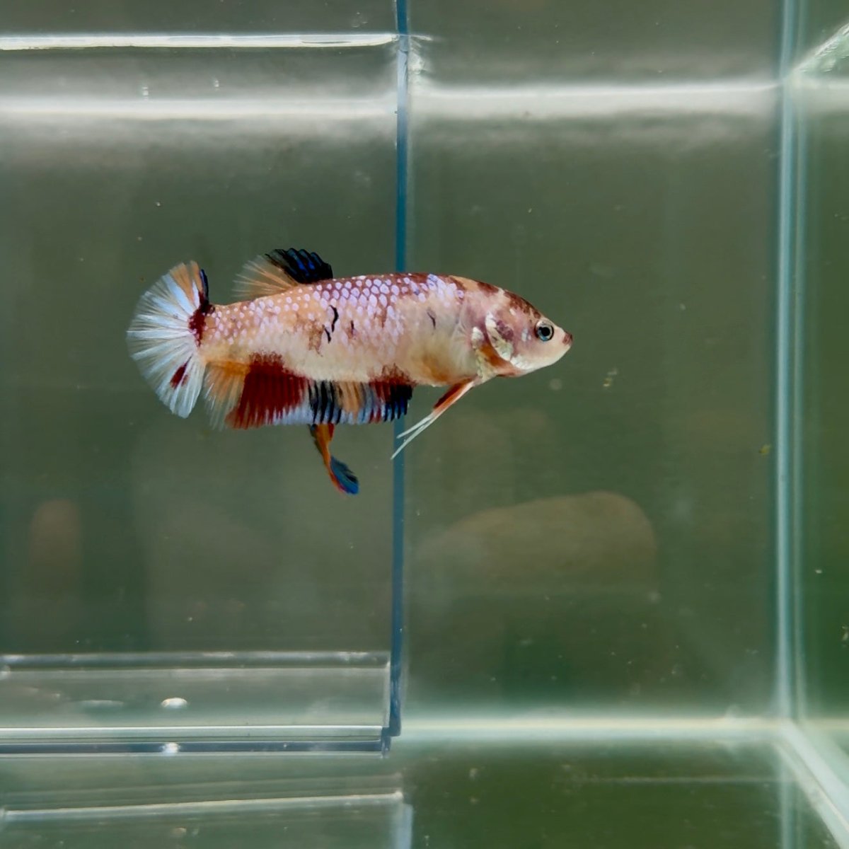 Plakat Koi Multicolor Female Betta Giant N16