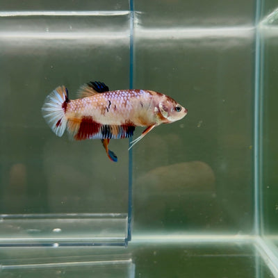 Plakat Koi Multicolor Female Betta Giant N16