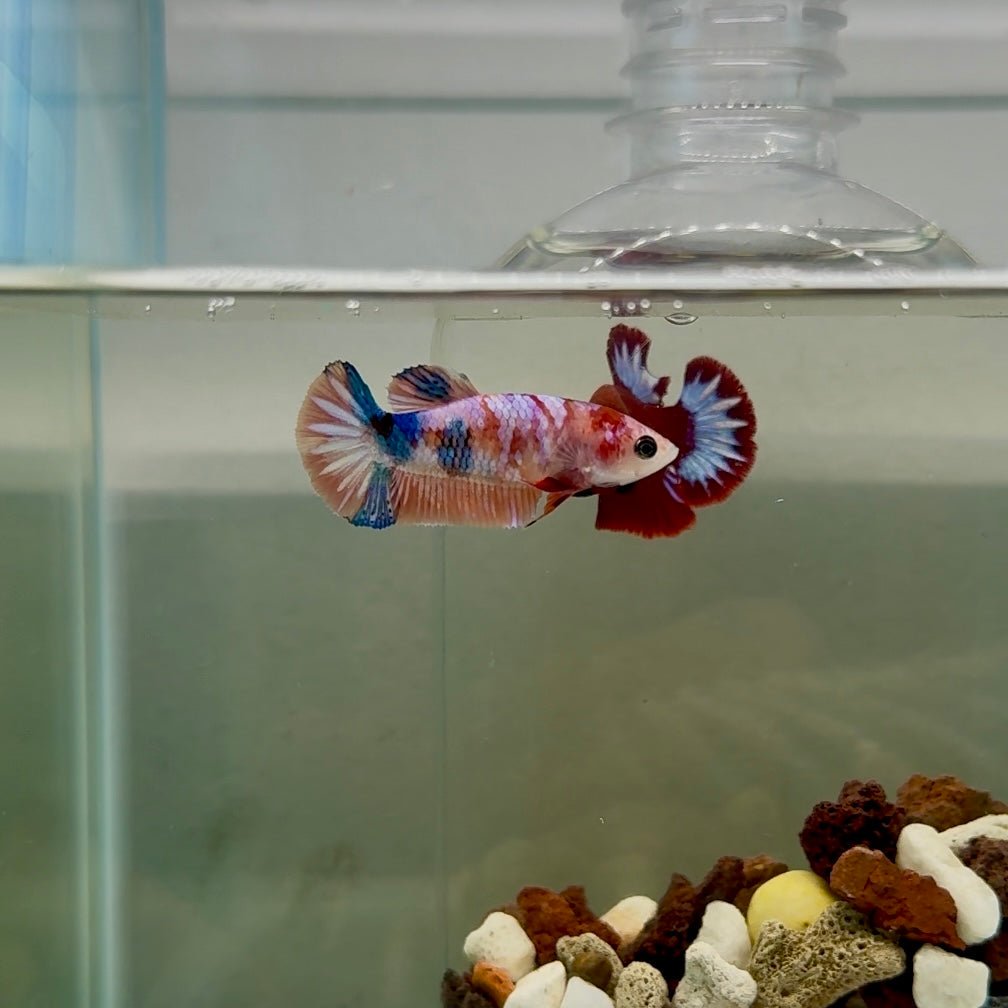 Plakat Koi Multicolor Female Betta #J24