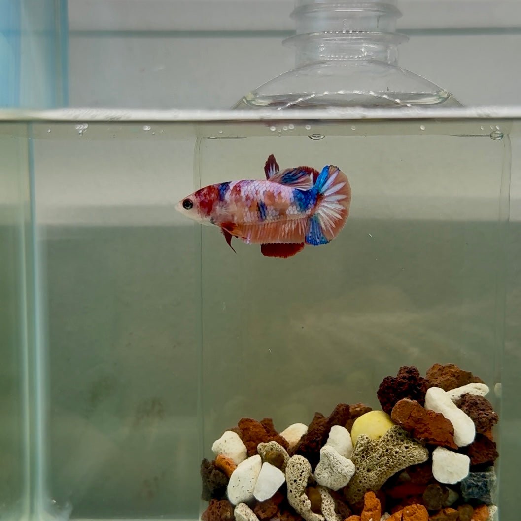 Plakat Koi Multicolor Female Betta #J24