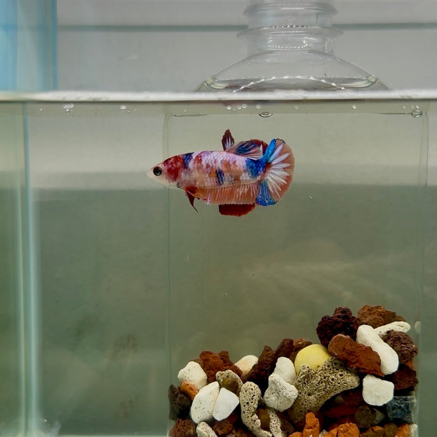 Plakat Koi Multicolor Female Betta J24